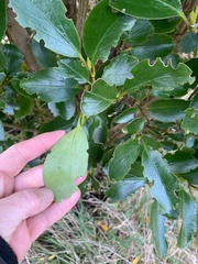 Griselinia littoralis