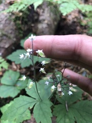 Tiarella trifoliata trifoliata