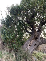 Griselinia littoralis