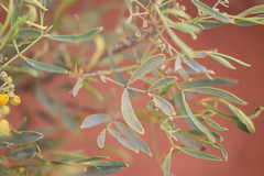 Senna artemisioides quadrifolia