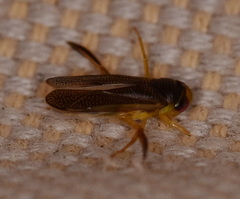 Corixini