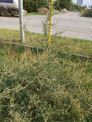 Atriplex tatarica