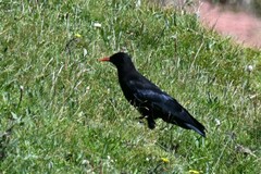 Pyrrhocorax pyrrhocorax