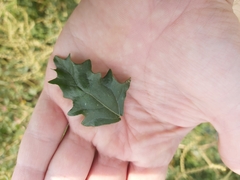 Atriplex tatarica