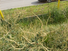 Atriplex tatarica