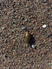 Macrocystis pyrifera