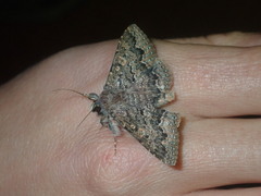 Eudesmeola lawsoni