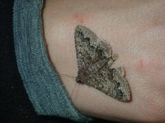 Eudesmeola lawsoni