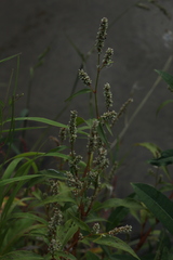 Persicaria tomentosa