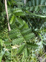 Acaena echinata