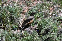 Turdus kessleri