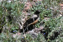 Turdus kessleri