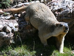 Marmota himalayana