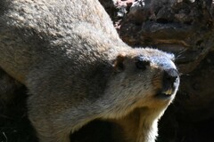 Marmota himalayana