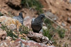 Columba rupestris