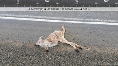 Osphranter robustus erubescens