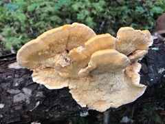 Pycnoporellus