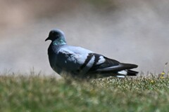Columba rupestris