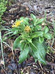 Senecio pseudoarnica