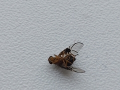 Anomoia purmunda