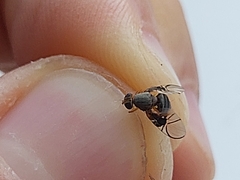 Anomoia purmunda