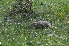 Marmota himalayana