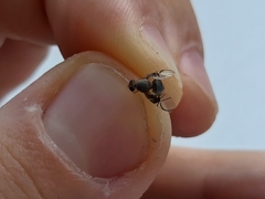 Anomoia purmunda
