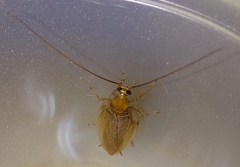 Ectobius vittiventris