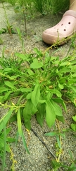 Rumex acetosella