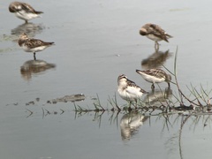 Calidris falcinellus