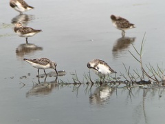 Calidris falcinellus