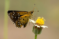 Astictopterus stellata mineni