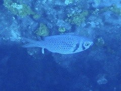 Chromis anadema