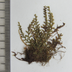 Calymmodon pectinatus