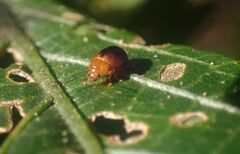 Nisotra bicolorata