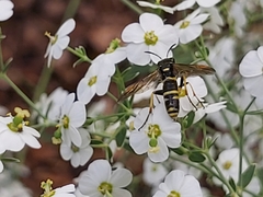 Tenthredo marginella