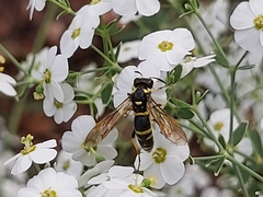 Tenthredo marginella
