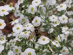 Tenthredo marginella