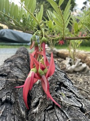 Clianthus