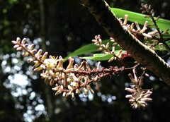 Cordyline cannifolia