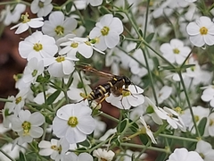 Tenthredo marginella
