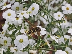Tenthredo marginella
