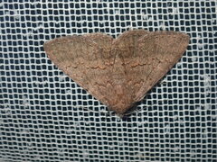 Eudesmeola lawsoni