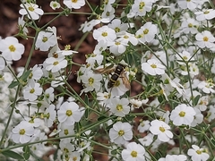 Tenthredo marginella