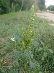 Amaranthus