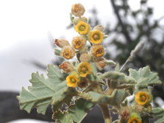 Hermannia althaeifolia