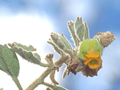 Hermannia althaeifolia