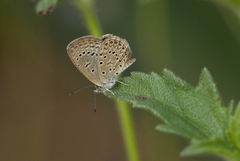 Zizeeria knysna