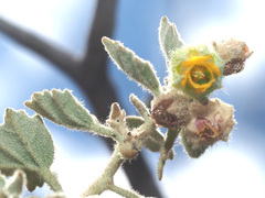 Hermannia althaeifolia