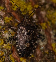 Rhaphigaster nebulosa